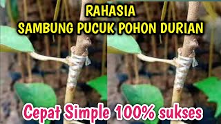 Tutorial sambung pucuk pemula || bibit durian || 100% sukses !!!