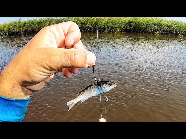 Fishing Live Mullet For Whatever Bites! (5 Species & Jigging!) 