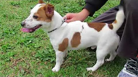 认识狗的品种-杰克罗素梗犬 - 天天要闻