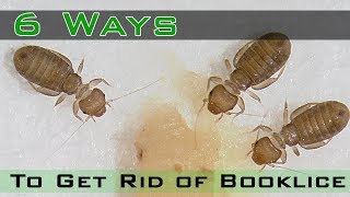 How to Get Rid of Booklice