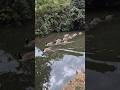 Stourbridge Canal, West Midlands. Video Filmed By Me.