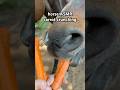 Horse ASMR Eating Crunchy Carrots Relaxing Horse Sounds Shorts 