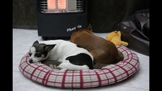 Chihuahua loving the heater