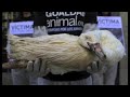 Foie gras: animal torture or traditional delicacy?