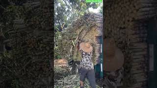 🪵🪚 Bulk Sugarcane Cargo Trimming and Load Optimization