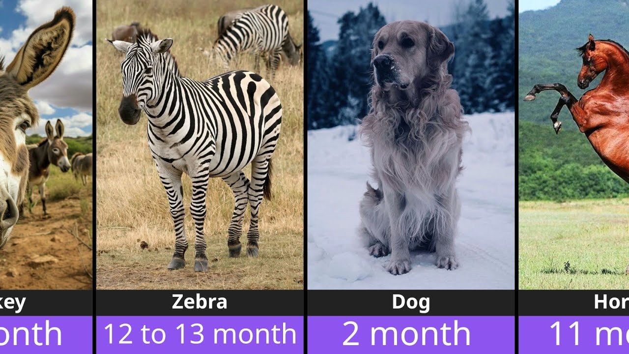 Which Animal Stays Pregnant the Longest? 🤯 Human vs Animal Comparison