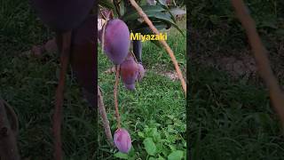 koto chotto gache koto aam dekho #mango #miyazaki