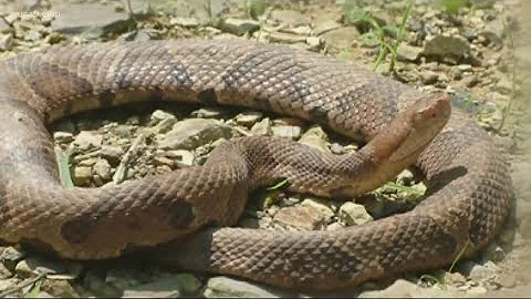 Man found dead in home with more than 100 snakes, some poisonous, in cages