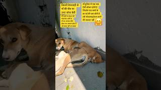 दुनिया के कँटीले बन में माँ फुलवारी है #shortvideo #animallovers #maa #motivation #cutepuppy