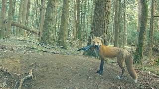 Mom Fox Goes Fishing & Catches Pike & Pickerel for Her Pups… Then Tragedy Strikes at the Den
