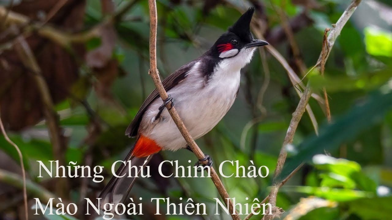 Hội chim hoành hoạch trắng-vàng- Mồng- Cu Gáy-Bìm Bịp(Trảng Bàng -Tây Ninh)  | Facebook