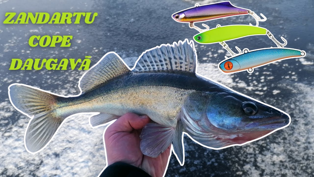Zandartu cope Daugavā uz vibiem! Kā noķert zandartu ziemā! Ļoti strauja laika maiņa ar spēcīgu vēju.