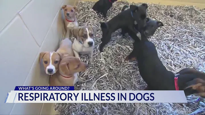 What to know about mysterious dog respiratory illness