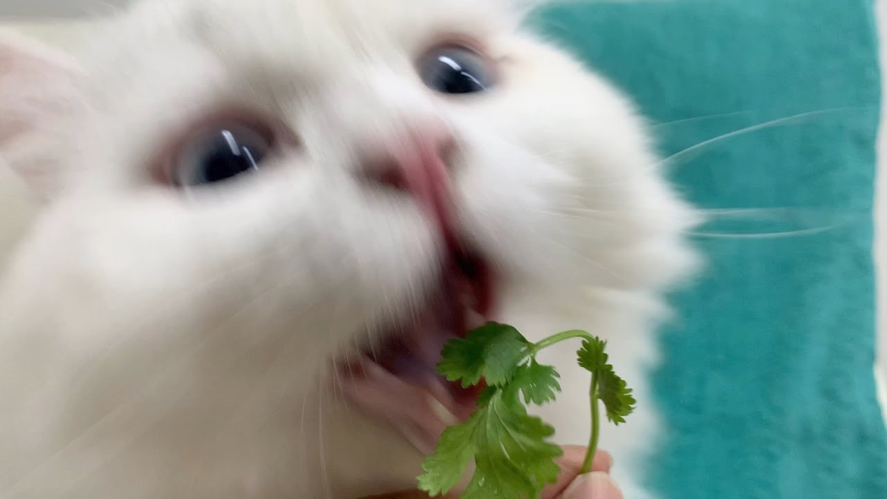 I Gave It To The Cat And It Was So Fast Youtube