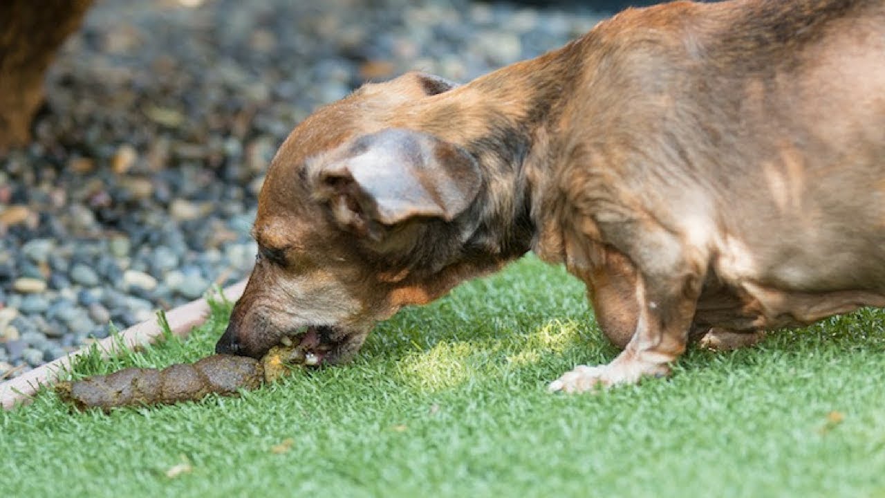 is it bad for dogs to eat human poop