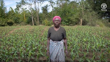 Fall Armyworm in Malawi