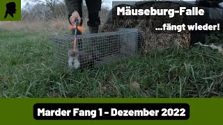 Nächster Marder Fang in Mäuseburg-Falle//Jagd 2022//TrapperInfo