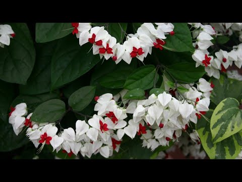 Unique Flowering Plant - Bleeding Hearts Vine - Care || How to Grow and Care Bleeding Hearts Vine