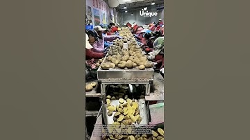 Potato processing: workers processing potatoes on a conveyor belt