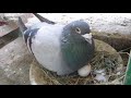 Спортивні голуби -3 ГОЛУБА