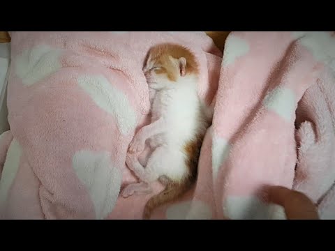 one-week-old-cat-&-2months-old-dog-owner's-life