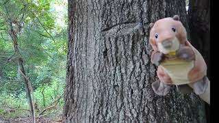 Tree Bark for Kids