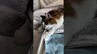 猫じゃらしって、こんなのでいいんだね😸 - YouTube