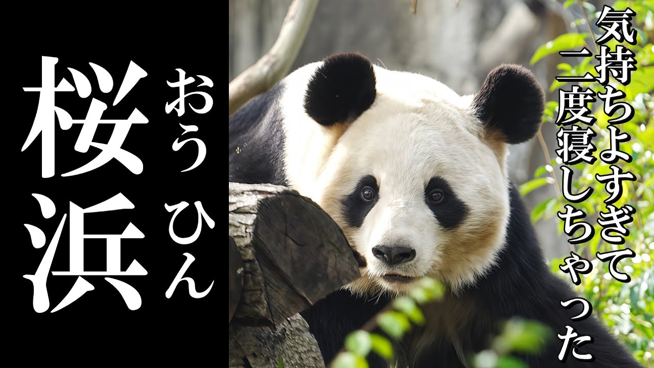 【癒し回】なにか良い夢見てる？ポカポカ陽気に幸せそうな顔で眠る桜浜ちゃん🌸