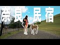 我们住在了奈良公园！半夜逛了一下没想到鹿都。。！日本生活 eg.50