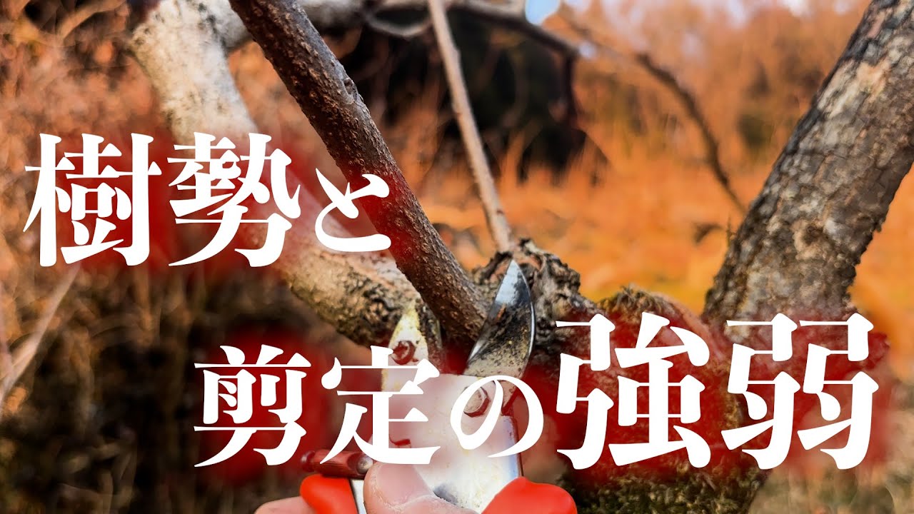 柿の木の剪定#38 樹勢と剪定の強弱