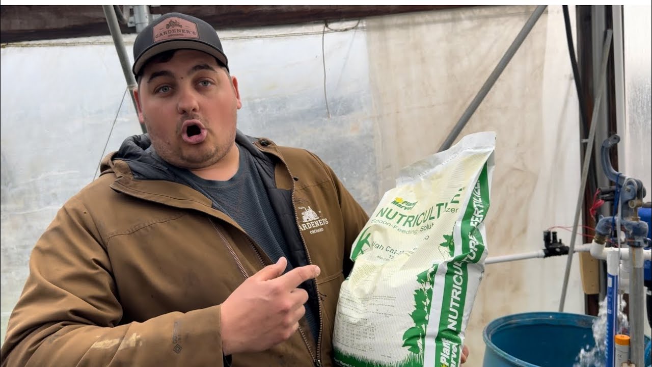 Fertilizing Our New Tomato Pot Planting System!