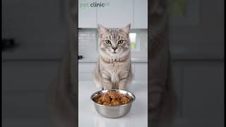 The Simplest Way to Strengthen Your Cat's Immune System #CatWellness #PetTips