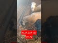 تربية المواشي في مزرعتي الصغيرة اللهم بارك وزد في ذالك وشكرا لكم جميعا