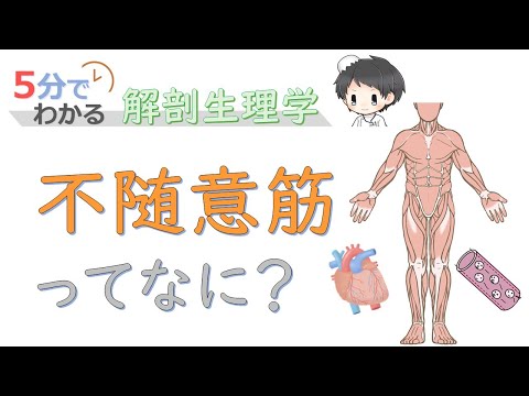 不随意筋ってなに？【5分でわかる解剖生理学】