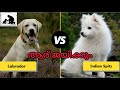 Labrador vs Indian Spitz | Lab Malayalam | Pomeranian Dog