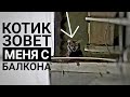 5 часть: "У бабушки 32 кошки в квартире" Мне не дают помещение под котидом😔. Влог.