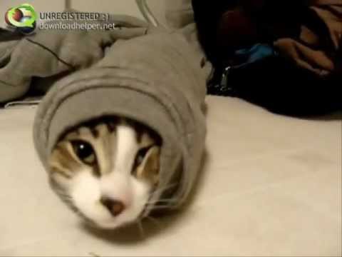 Drole De Tete Chat Coince Incroyable Funnycat Youtube