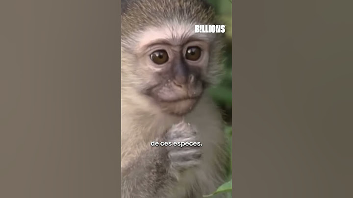 Une IA pour parler aux animaux 😳