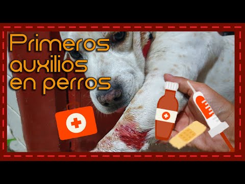 Video: Cómo Arreglar La Mordedura En Perros