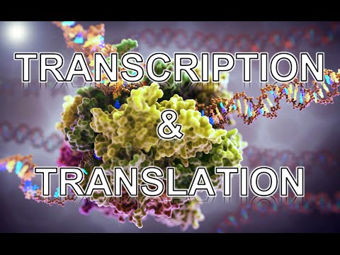 Transcription and Translation ANIMATION - MADE EASY