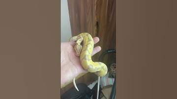 شفاف شدن پوست 😍🐍 #مار #ballpython #پایتون #pet #reptile #ballpythonsnake #python #animal