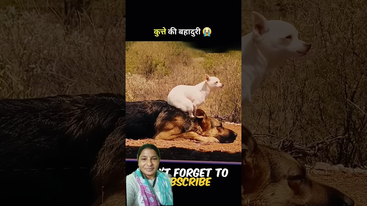 A dog's Brave Journey to save his Best friend 🐶❤️ Heartwarming Animal Story 