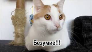 Ужас Учим разговорный немецкий без учебника с переводом Бесплатная онлайн программа по темам Ужас Учим разговорный немецкий без учебника с переводом Бесплатная онлайн программа по темам