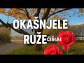 ČIŠIAI - Okašnjele ruže