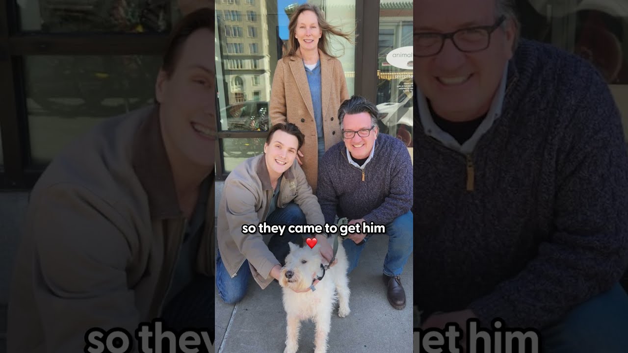 14 Year Old Dog Dumped At Shelter Gets A Ton Of New Siblings The Dodo