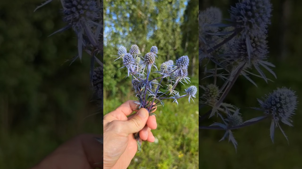 Синеголовник - тоник мозга и психики