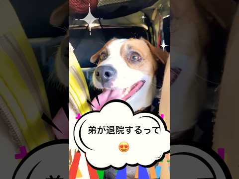 子犬の弟帰ってくるよ！でこの笑顔の兄ジャックラッセル　#shorts #あしゅらごん