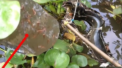 Câu cá lóc nhấp cá lóc bằng vịt, con cá lóc chà bá cận cảnh lên cá lóc siêu khủng kịch tính