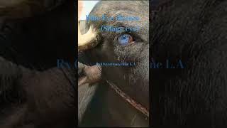 Blue eye disease in buffalo (Silage eye) #veterinary #animals #eye #ophthalmology Blue eye disease in buffalo (Silage eye) #veterinary #animals #eye #ophthalmology