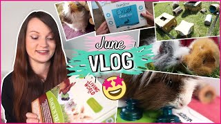 New Guinea Pig treats & toys, vegetable growing and garden adventures | June VLOG